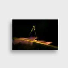 Abstract Color Conceptual Photographic Print, "Pink Ballerina" 2020