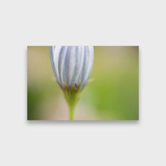 Close Up Color Nature Photographic Print, "Flower" 2015