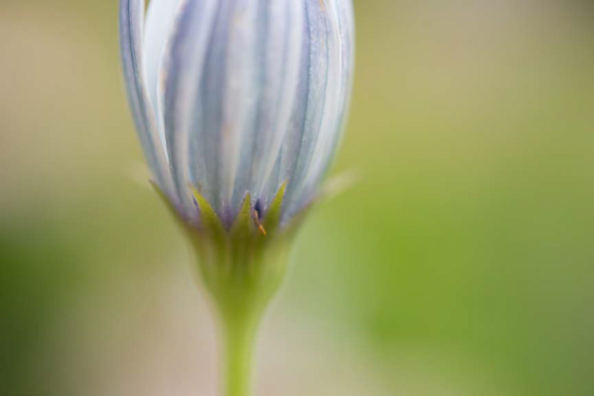 Michal Greenboim Color Photograph - Close Up Color Nature Photographic Print, "Flower" 2015