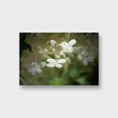 Close Up Nature Color Photographic Print, "Butterflies" 2015