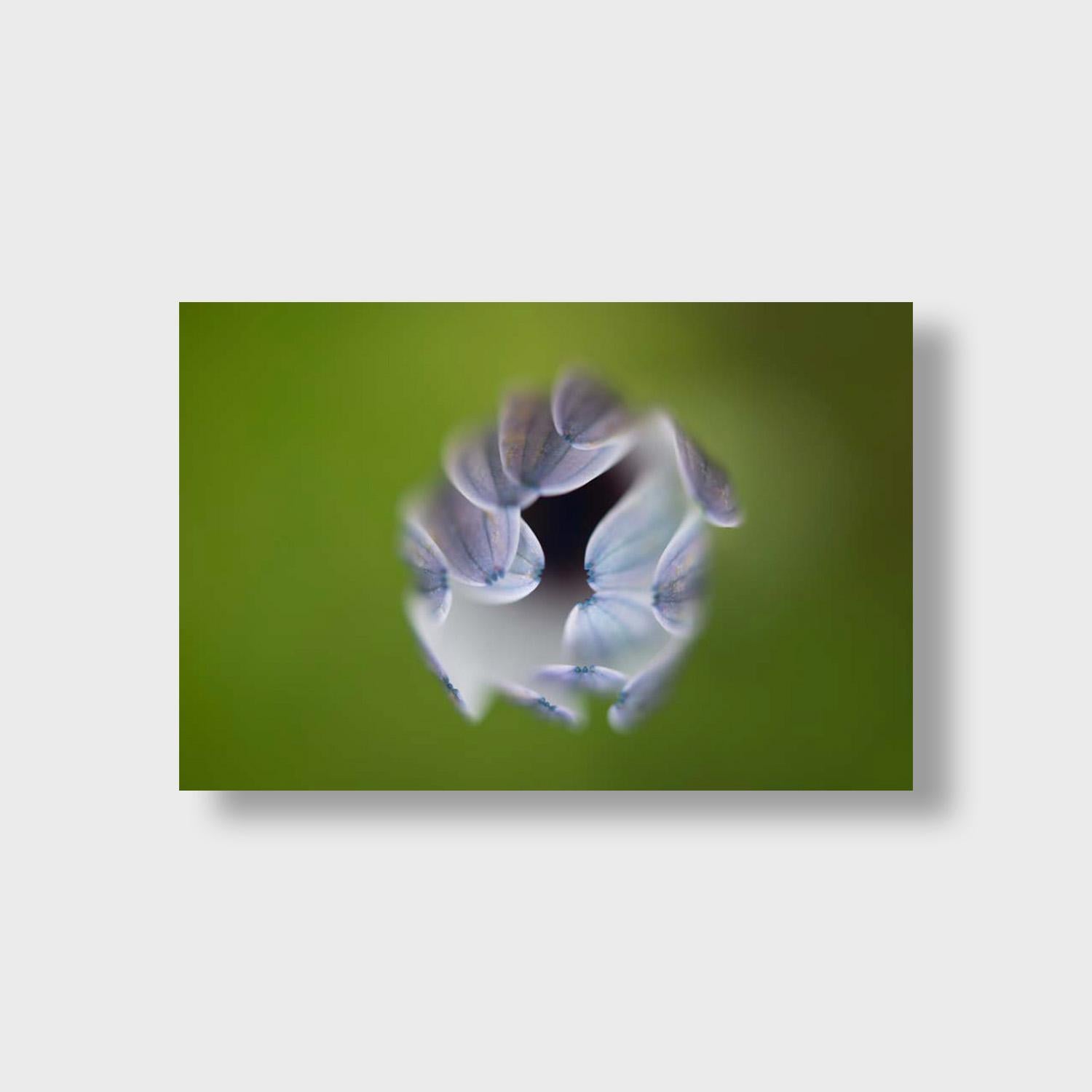 Primer plano de la naturaleza Impresión fotográfica en color, 