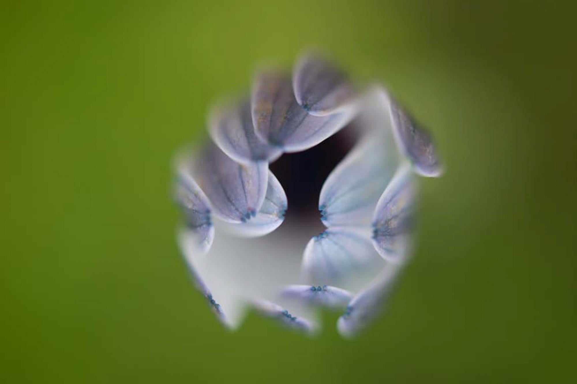 Color Photograph de Michal Greenboim - Primer plano de la naturaleza Impresión fotográfica en color, "Cierre" 2015