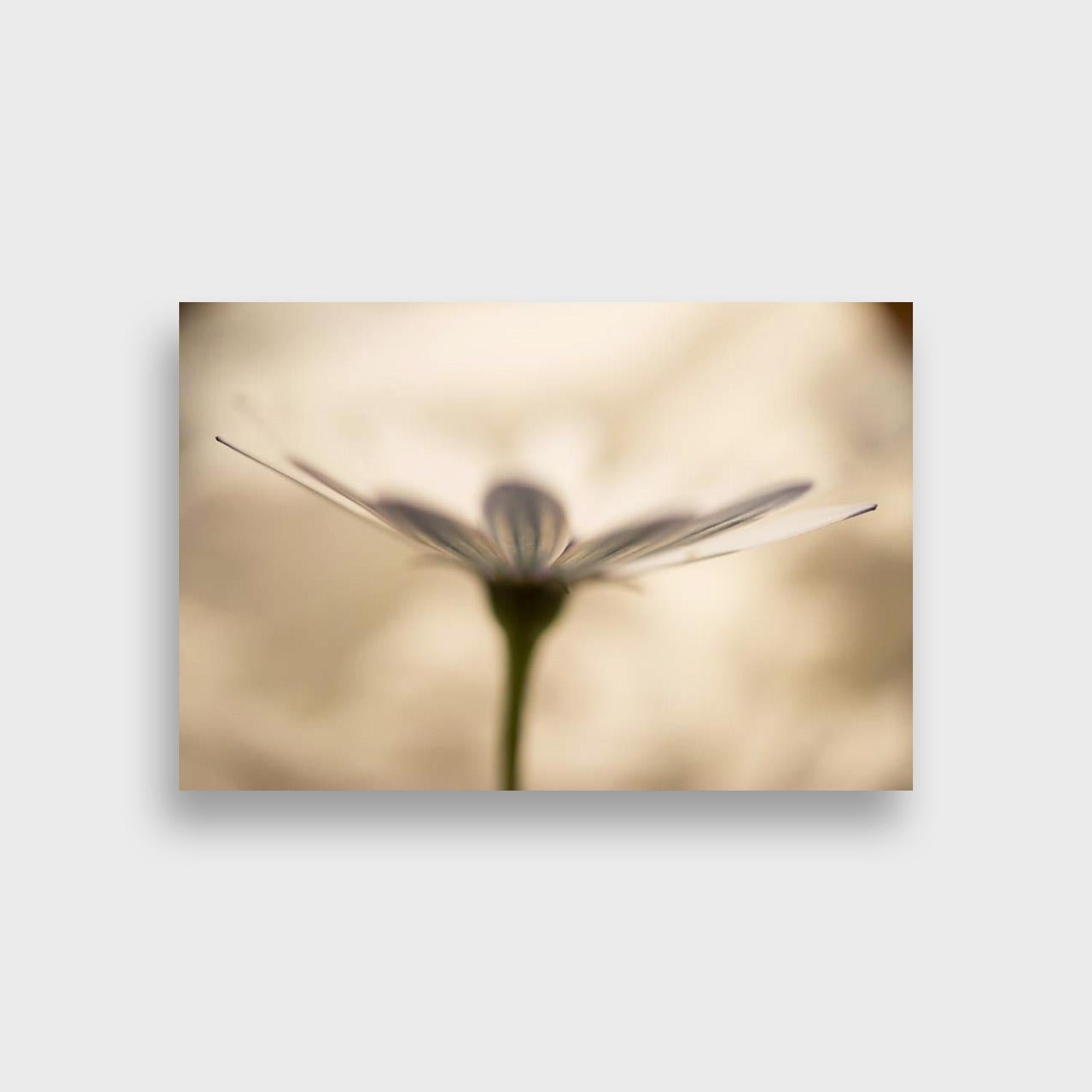Close Up Nature Color Photographic Print, 