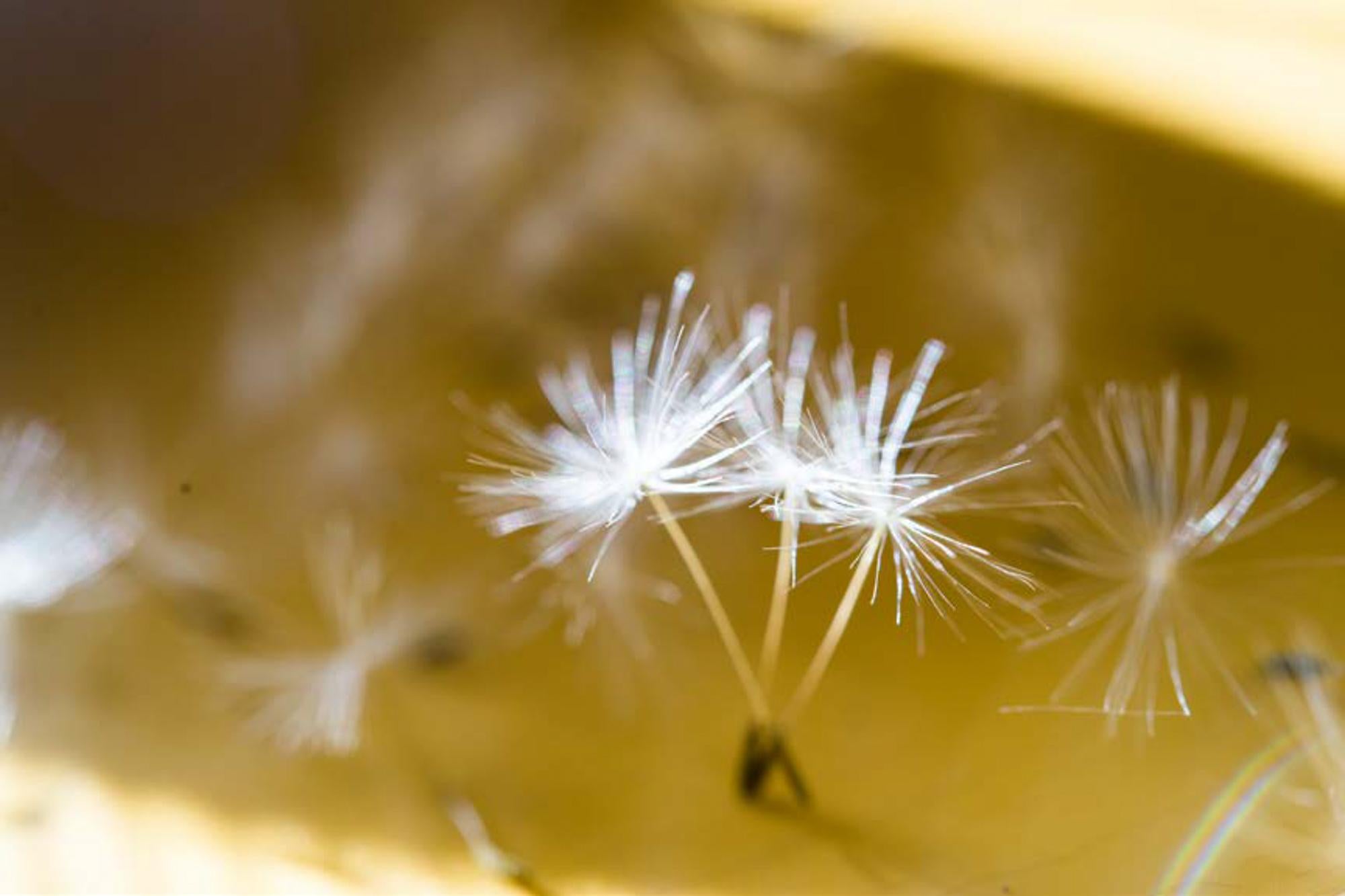 Color Photograph de Michal Greenboim - Impresión fotográfica en color de primer plano de la naturaleza, "Bailarinas" 2014