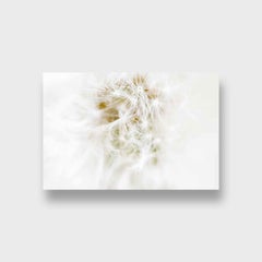 Close Up Nature Color Photographic Print, "White Hair" 2014