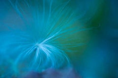 Stampa fotografica a colori della natura ravvicinata, "White Strings" 2015