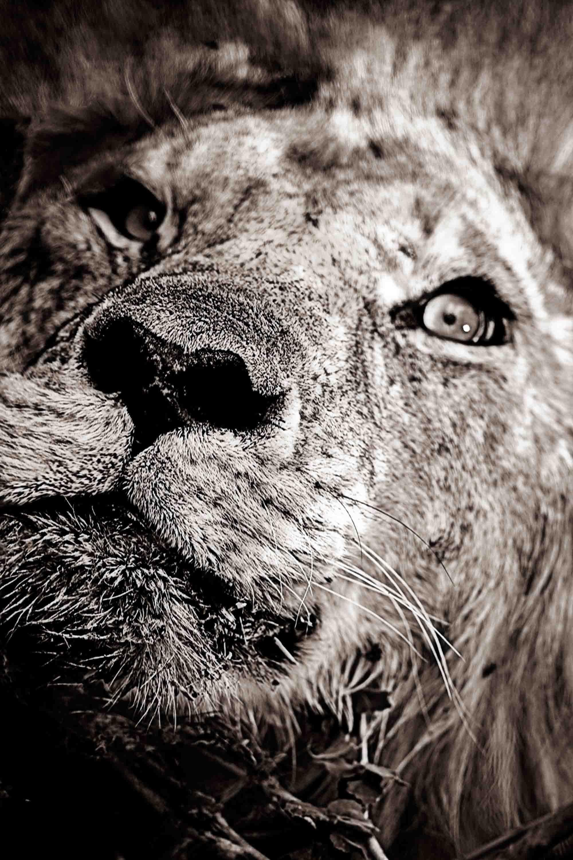 Awaken - Michel Ghatan, lion, wildlife, black and white, photo, kenya, 36x24 in.