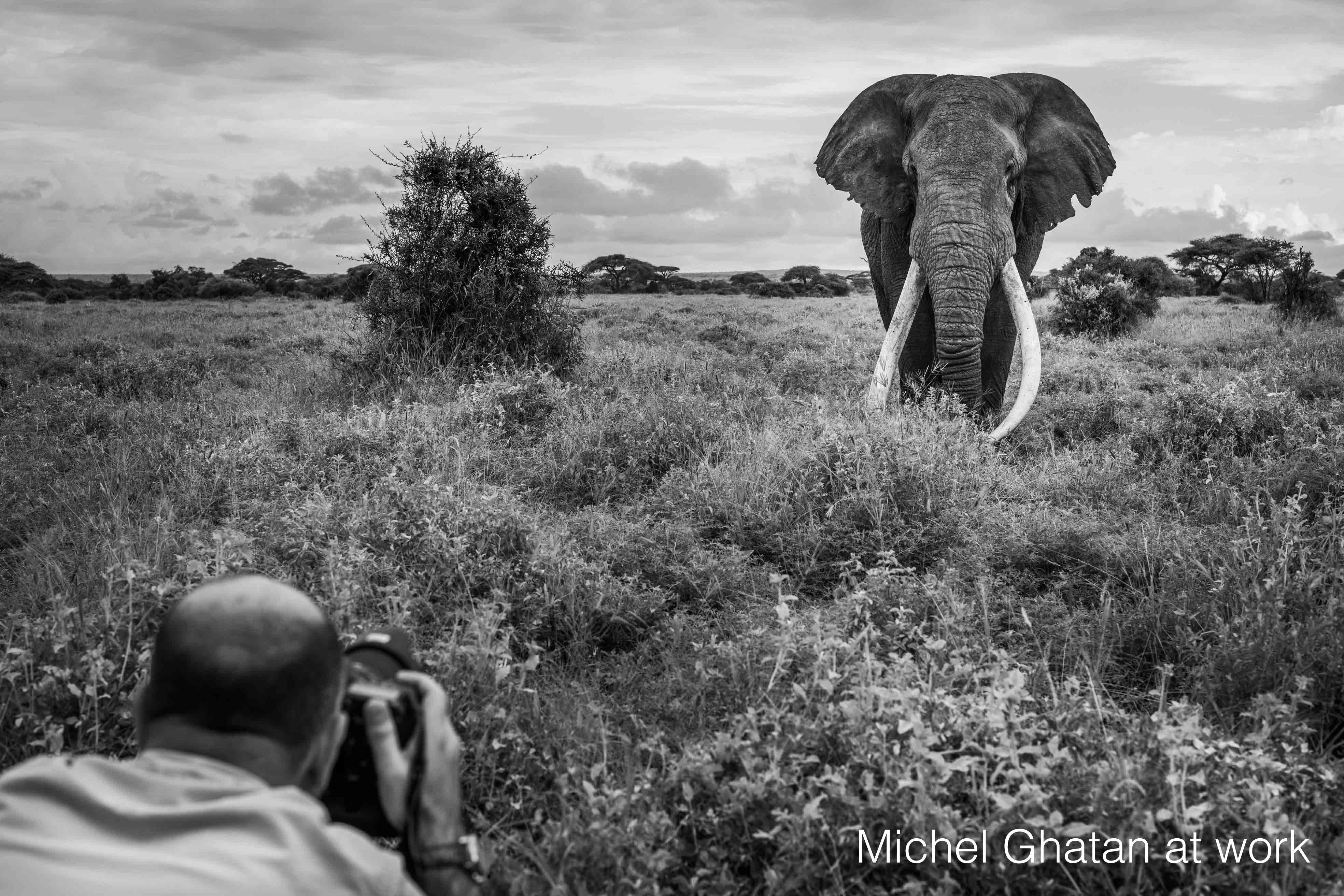 Awaken - Michel Ghatan, lion, wildlife, black and white, photo, kenya, 48x36 in. For Sale 1