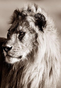 Brando - Michel Ghatan, lion, sepia, wildlife, africa, art, 48x36 in