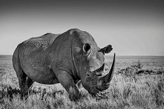 El Chapo - Michel Ghatan, rhino, wildlife, landscape, black and white, 24x36 in