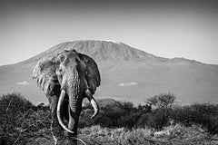 Elephant and Kilimanjaro - Michel Ghatan, black and white, landscape, 36x48 in