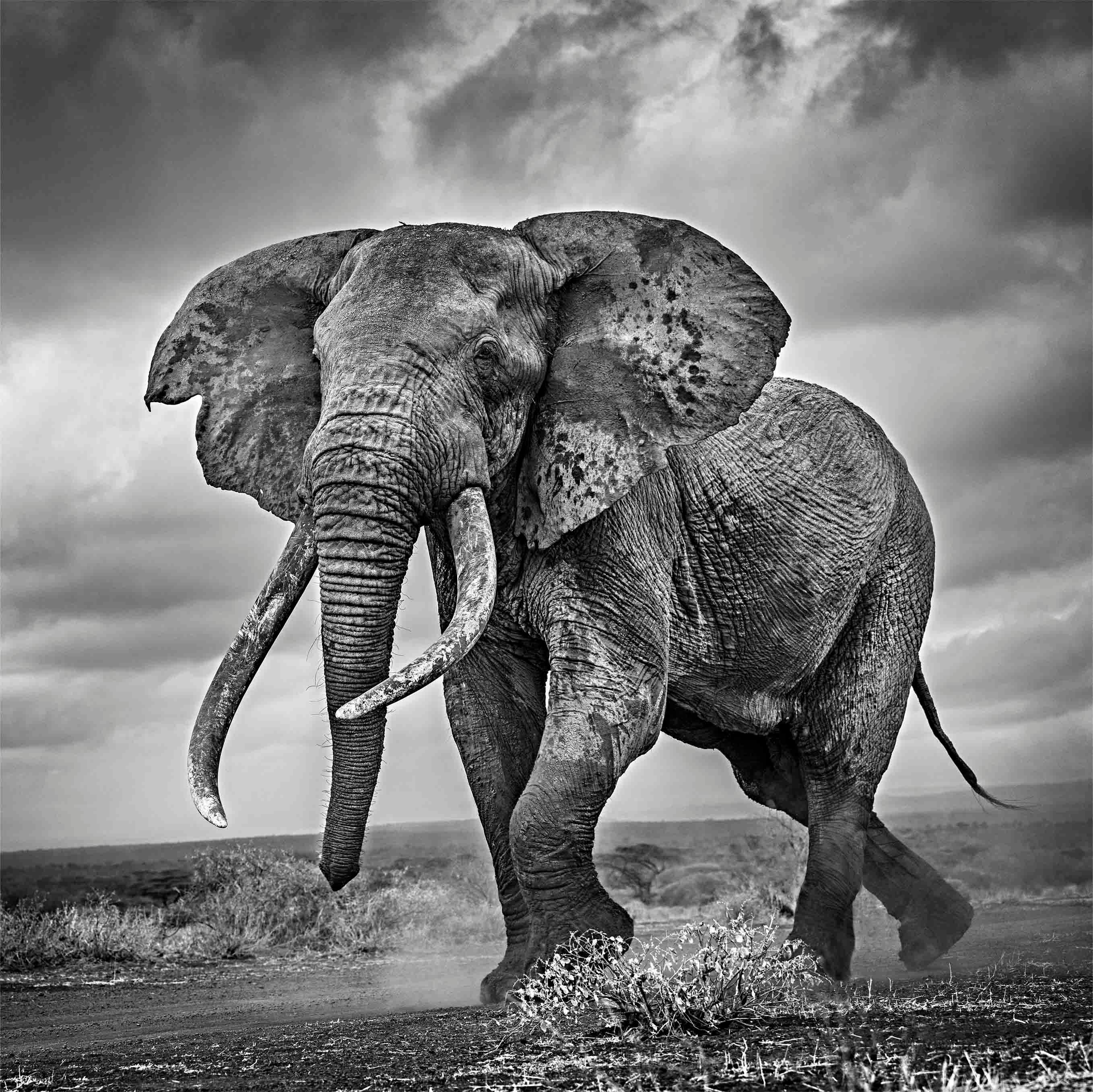 Elephant on the Run - Michel Ghatan, black and white photo, wildlife, 30x30 in