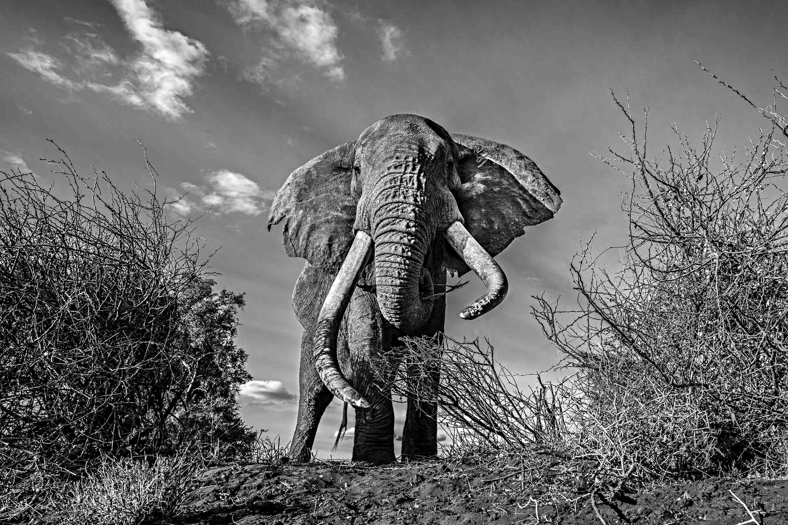 Michel Ghatan Black and White Photograph - Elephant Top Down