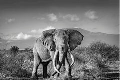 Face to Face - Michel Ghatan, wildlife, elephant, black and white, 24x36 in