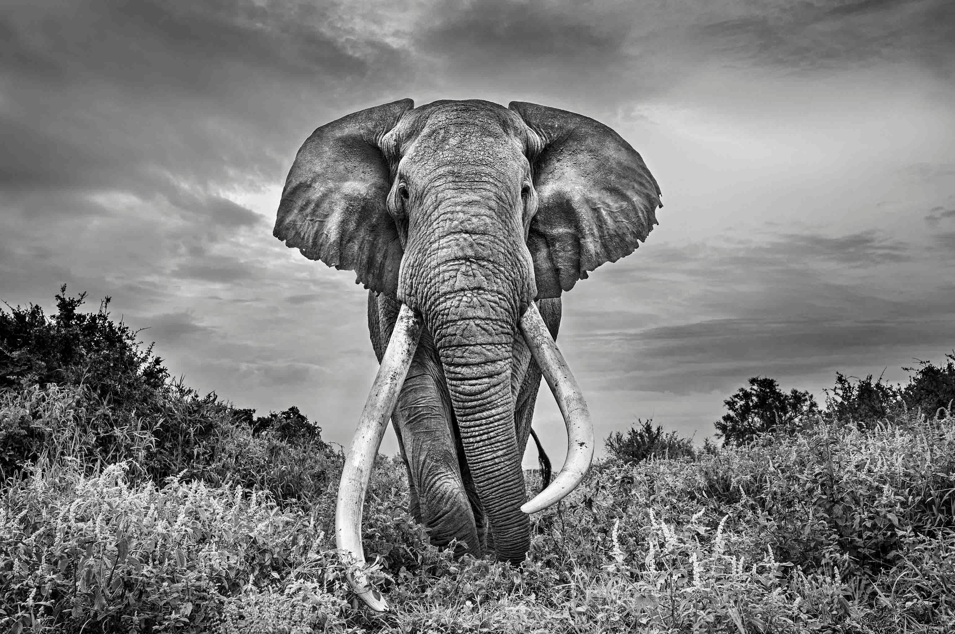Michel Ghatan Black and White Photograph – Gentle Giants