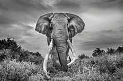 Gentle Giant - Michel Ghatan, elephant, black and white, wildlife, 36x48 in