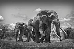 Leading the Way - Michel Ghatan, wildlife, black and white, elephant, 24x36 in