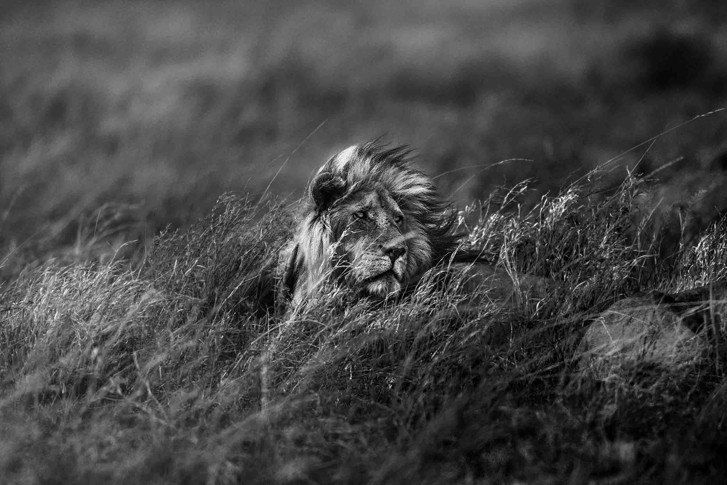 Michel Ghatan Black and White Photograph - Lion in the Wind
