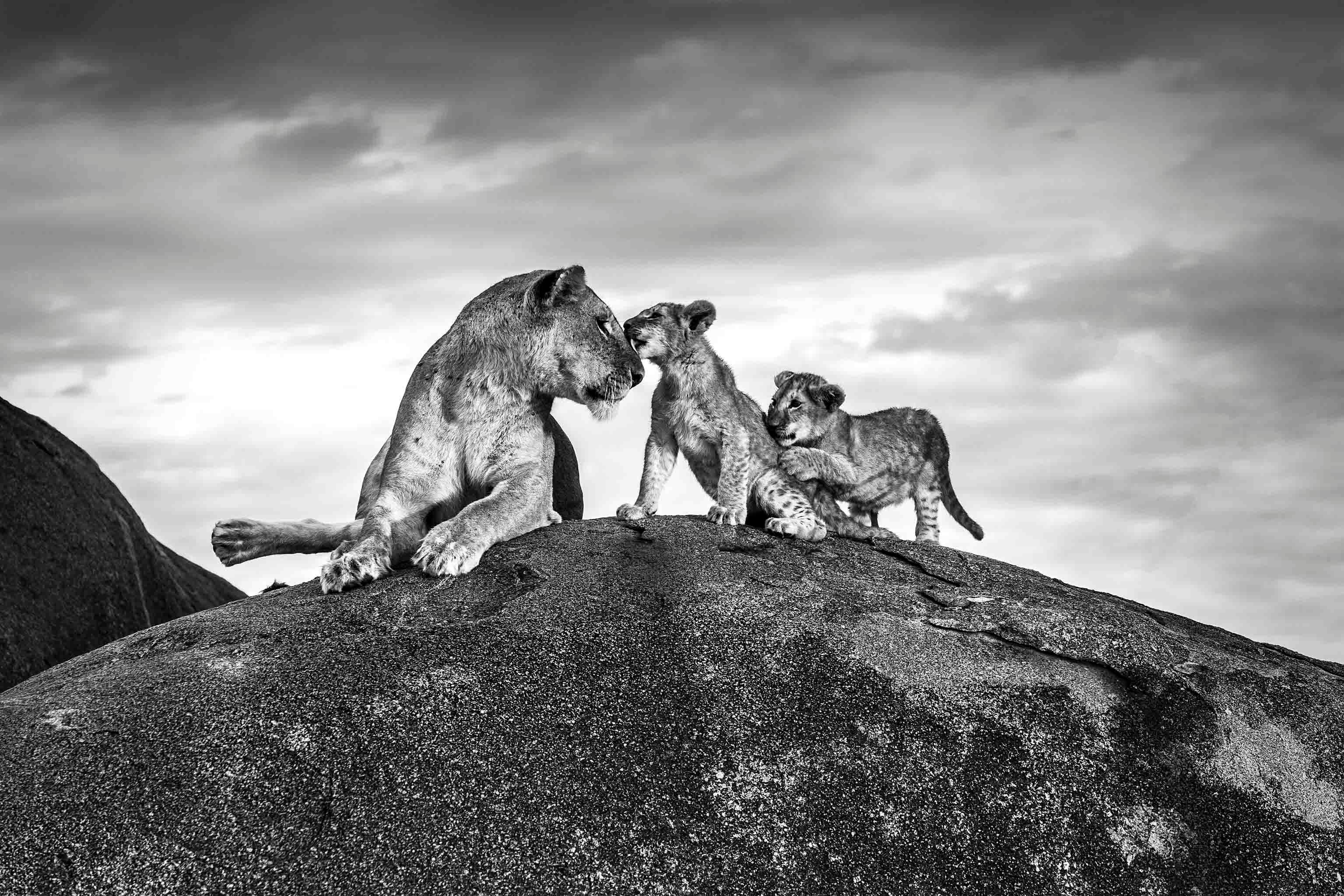 Michel Ghatan Black and White Photograph - Lioness and Cubs on Kopje