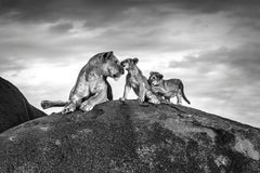 Lioness und Löwen mit Bügeln auf Kopje