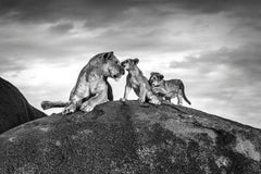 Lioness and Cubs on Kopje - Michel Ghatan, wildlife, black and white, 24x36 in