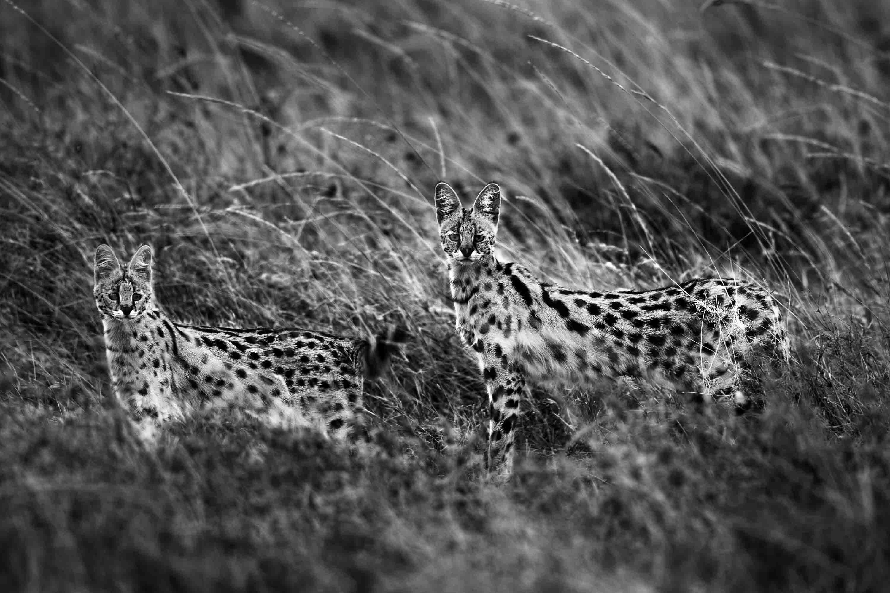 Servals - Michel Ghatan, landscape, black and white, animal, wild cat, 24x36 in