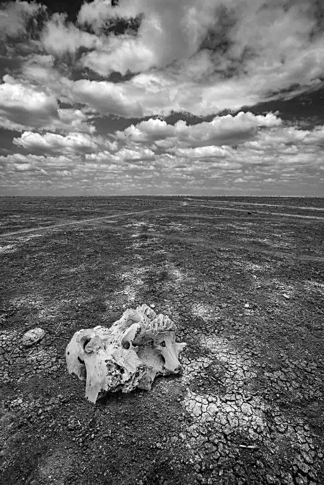 Michel Ghatan Black and White Photograph - Skull on the Dry lake