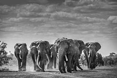 The Rat Pack - Michel Ghatan, wildlife, black and white, elephants, 36x48 in