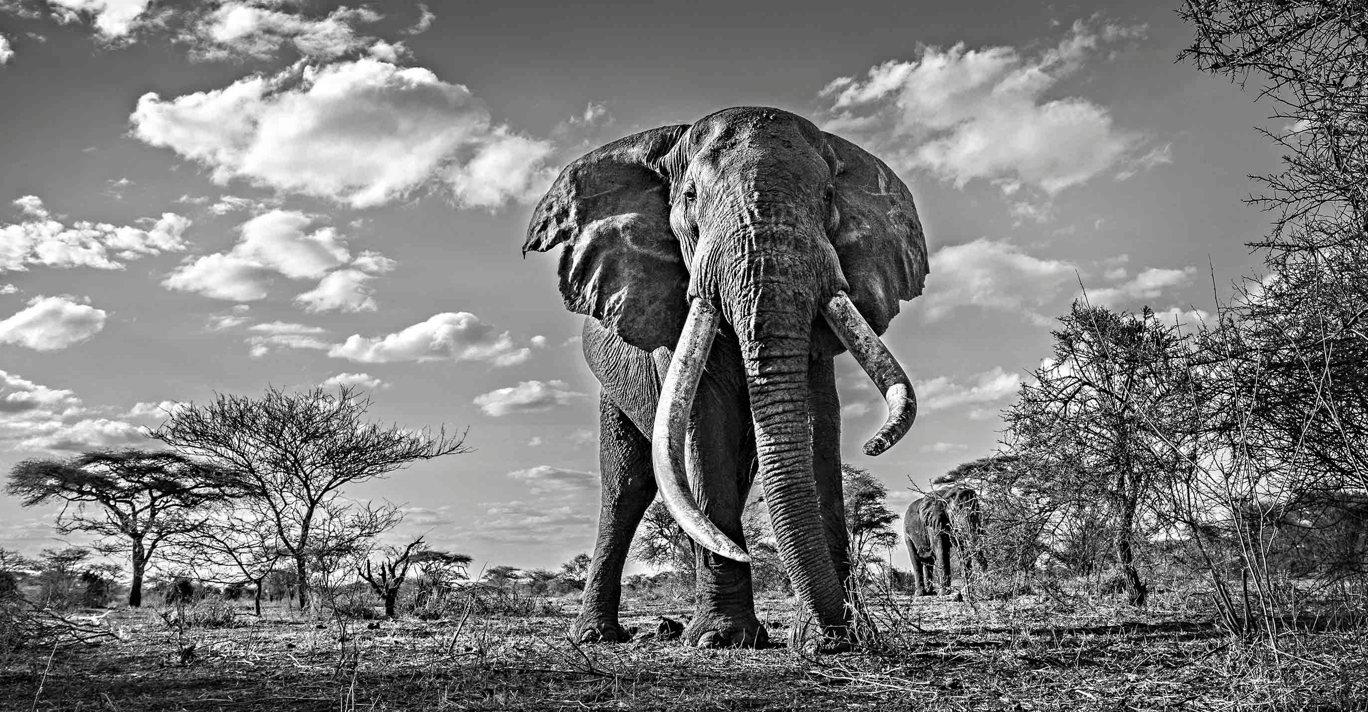 Michel Ghatan Elephant On The Run Michel Ghatan Black And White 