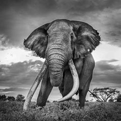 Tim 1969-2020 - Michel Ghatan, elephant, kenya, black&white, wildlife, 40x40 in