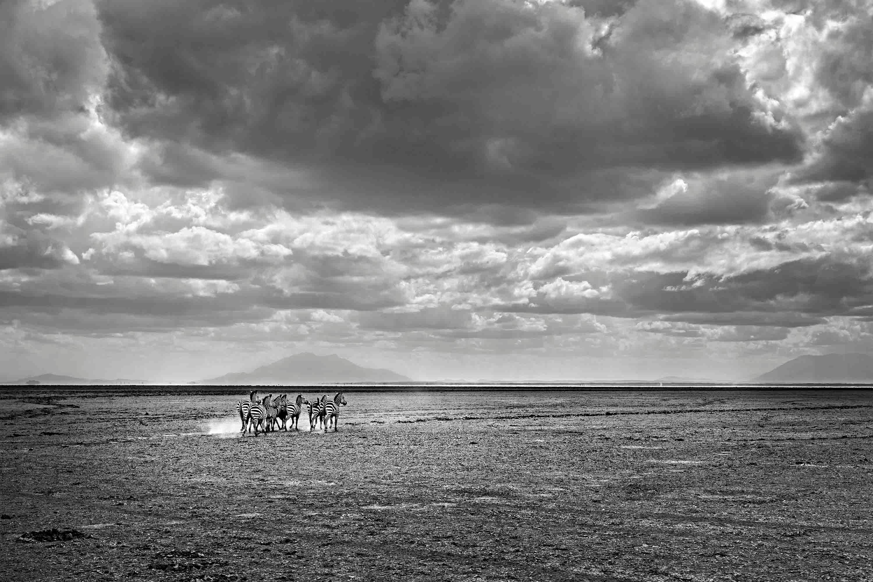 Michel Ghatan Black and White Photograph - Zebra infinity