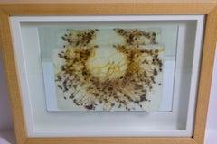 Michele Brody, Drawing Roots: Fairy Ring, Handmade Paper, Flax Sprouts, Wax,