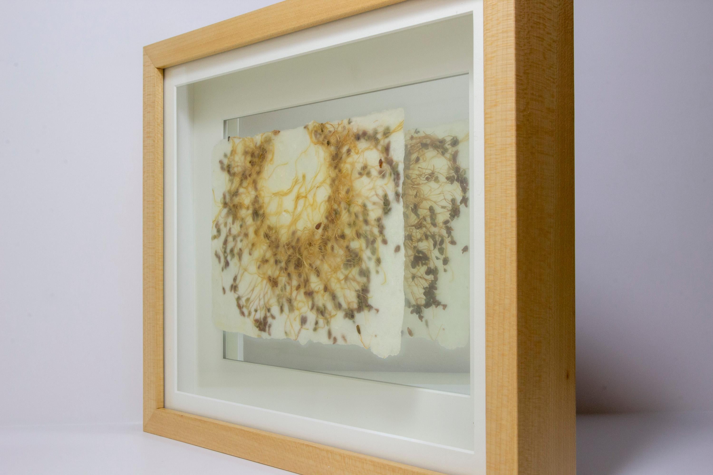 Michele Brody, Drawing Roots: Fairy Ring, Handmade Paper, Flax Sprouts, Wax, 11