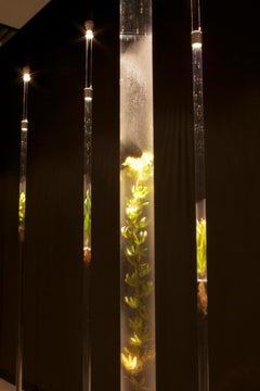 Michele Brody, Nature Preserve: Installation, Wetlands plants floating on water