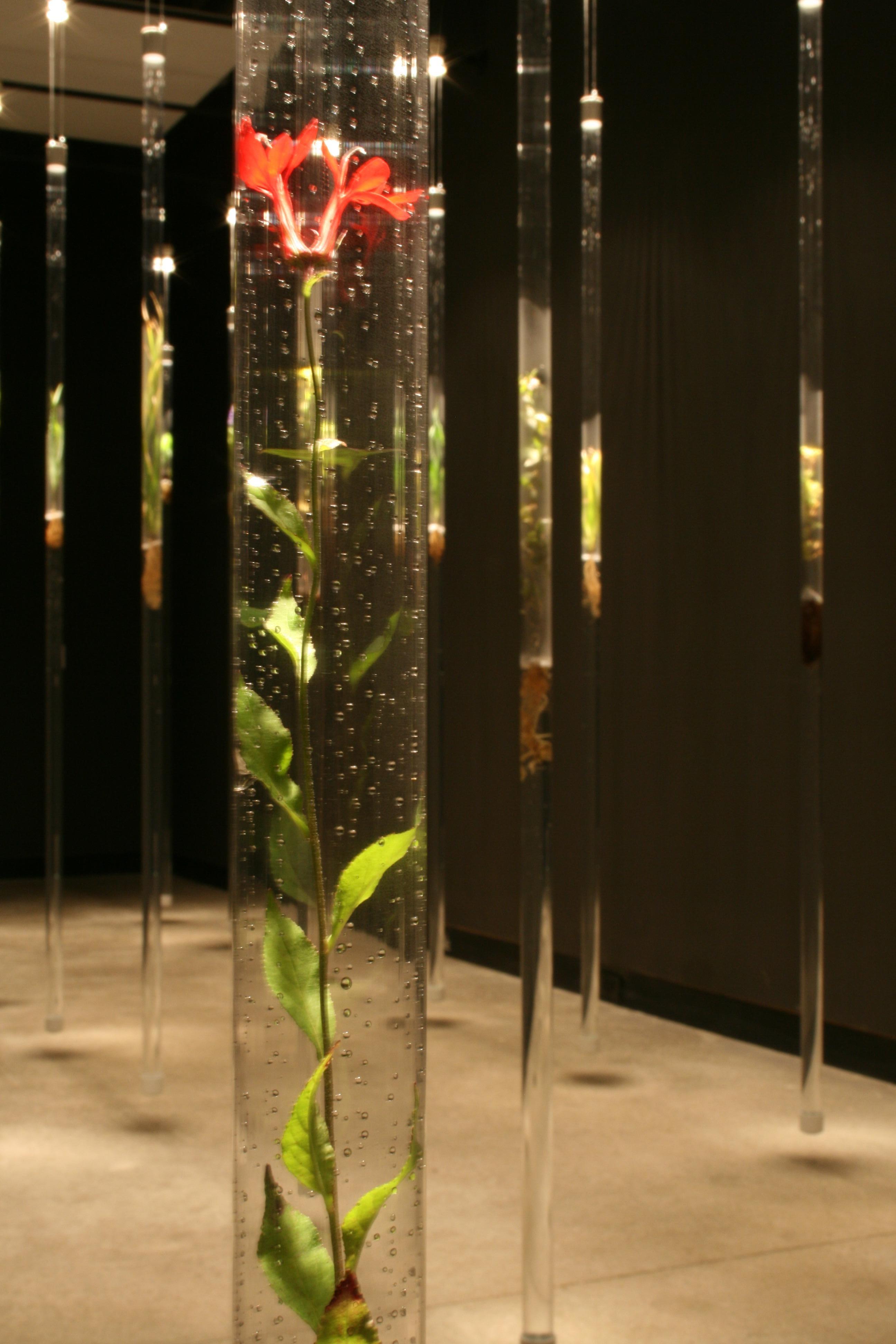 Michele Brody, Nature Preserve: Installation, Wetlands plants floating on water  For Sale 2