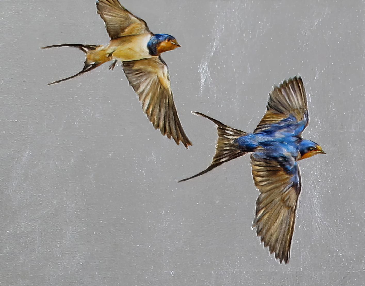 uccello frisone