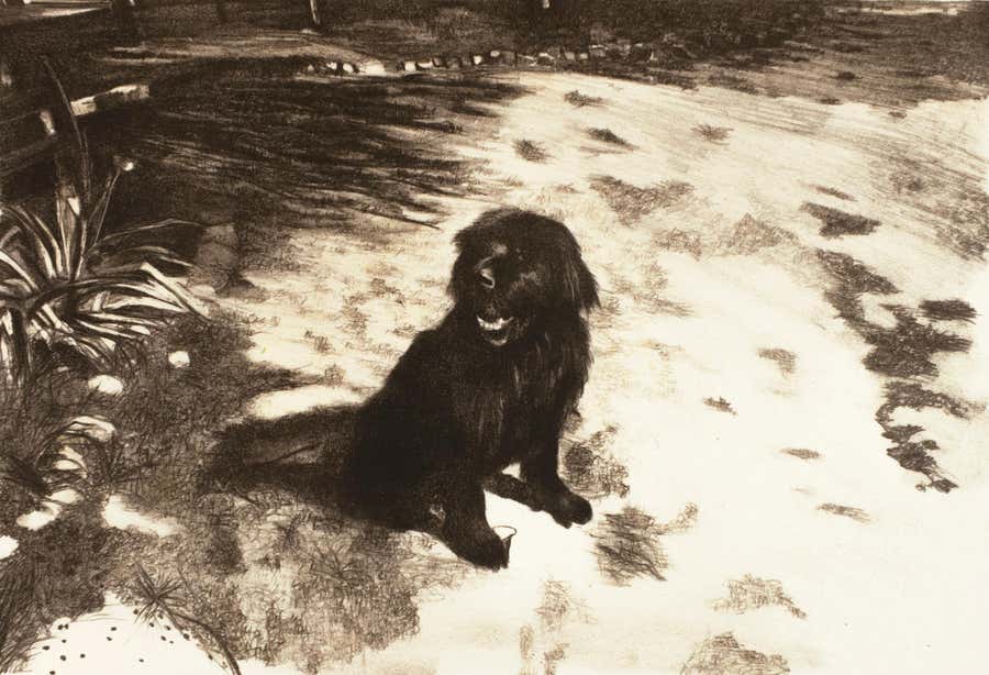Dog: realist expressive black and white portrait drawing of pet dog in the sun