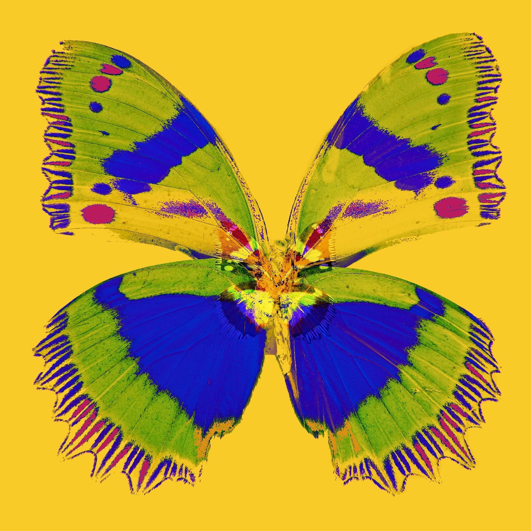 « Butterfly Monarch n°1 » Impression sur toile 40x40 pouces Ed. of 75 par Mick Fleetwood