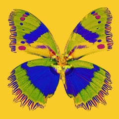 « Butterfly Monarch n°1 » Impression sur toile 40x40 pouces Ed. of 75 par Mick Fleetwood