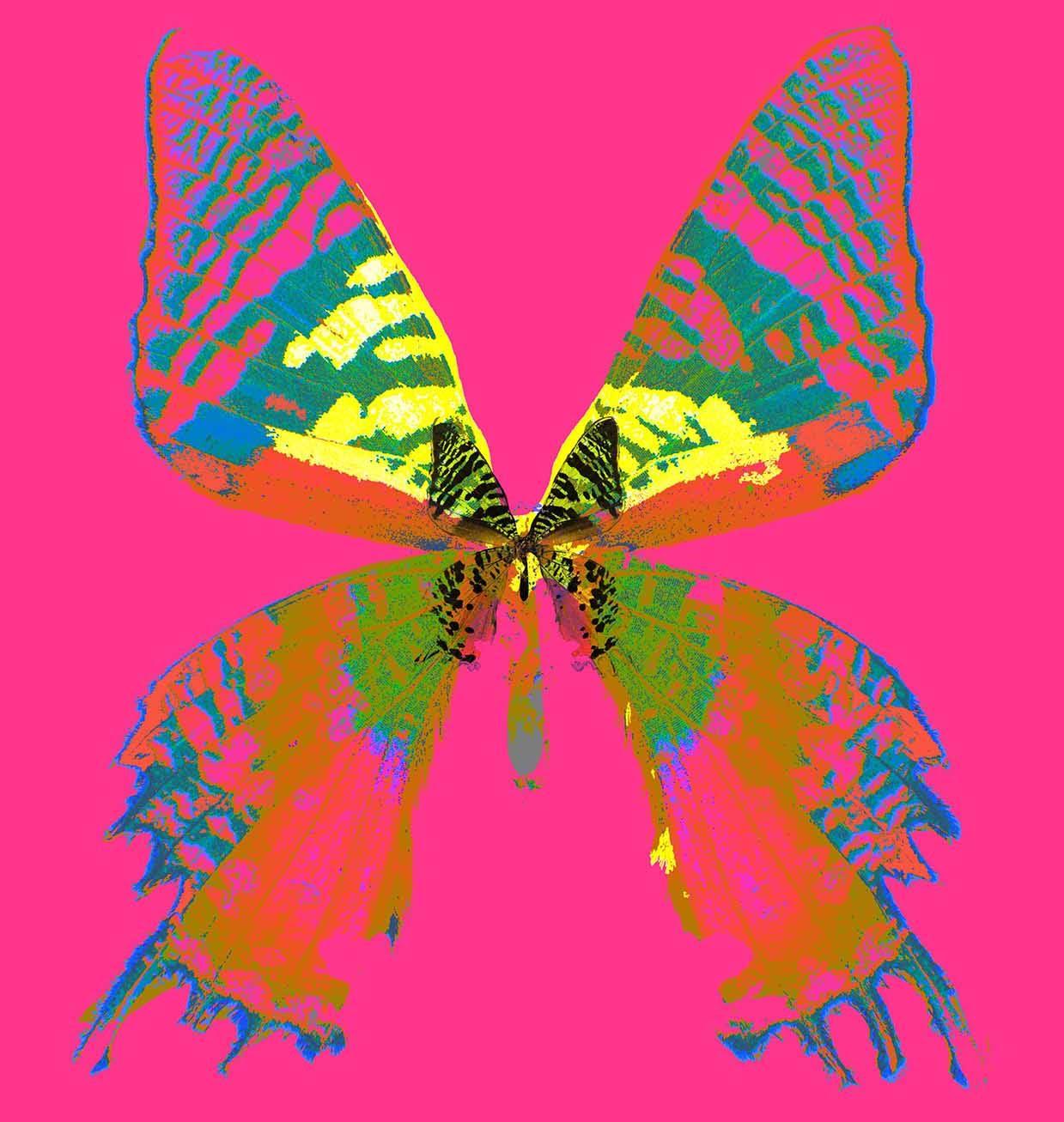 « Butterfly Monarch #3 » Impression sur toile 40x40 pouces Ed. of 75 par Mick Fleetwood