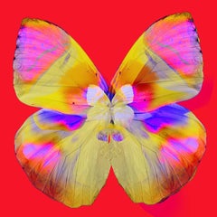 "Butterfly Monarch #4" Impression sur toile 40x40 en édition de 75 par Mick Fleetwood