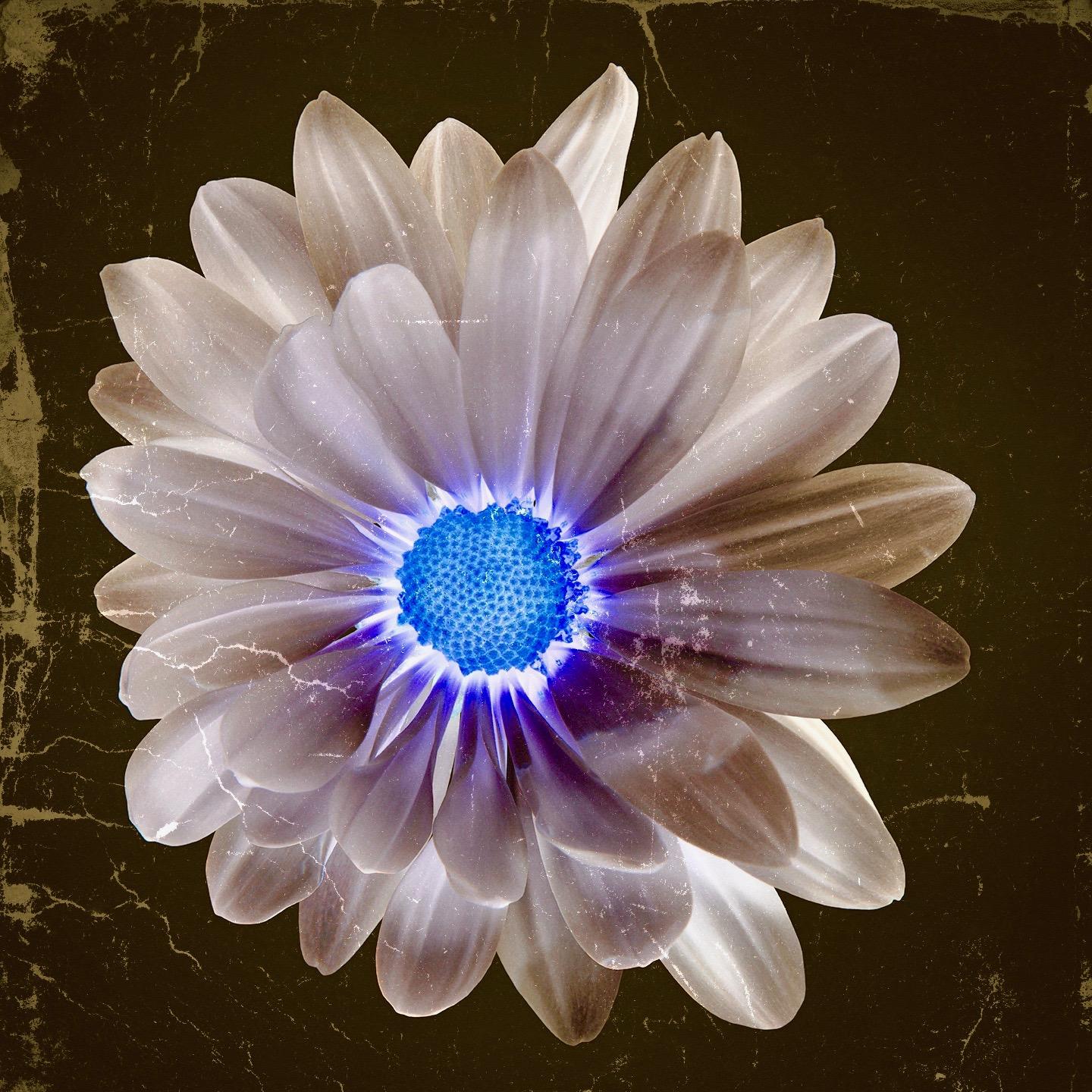 "Daisy (blue center #2)" Druck auf Aluminium 43x43 in Auflage von 15 von Mick Fleetwood