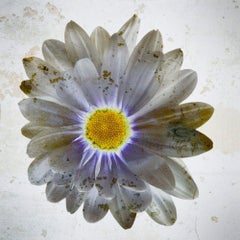 „Daisy (gelbe Mitte #1)“ Druck auf Aluminium 40x40in Ed. of 75 von Mick Fleetwood, Druck auf Aluminium