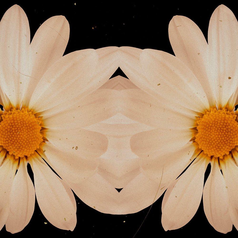 Flower Prints and Multiples