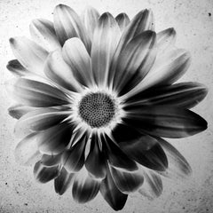 "Platinum Daisy" Stampa su alluminio 43 x 43 in Ed. di 15 di Mick Fleetwood