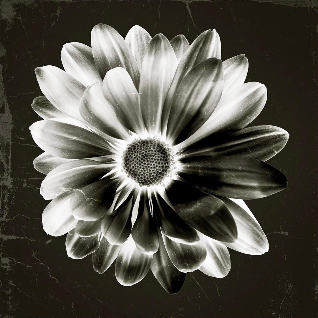 "Silver Daisy" Print on Aluminum 43 x 43 in Ed. of 15 by Mick Fleetwood