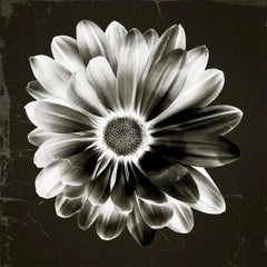 Photographies