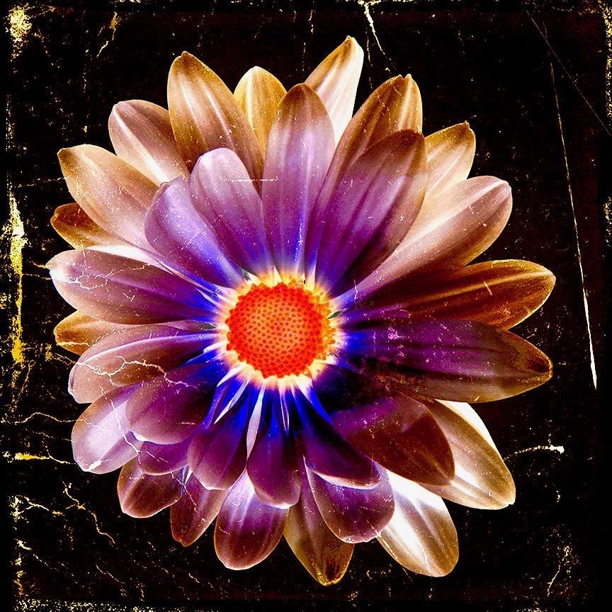 "Volcanic Daisy" Print on Aluminum 43 x 43 in Ed. of 15 by Mick Fleetwood