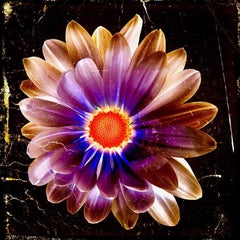 "Volcanic Daisy" Print on Aluminum 43 x 43 in Ed. of 15 by Mick Fleetwood