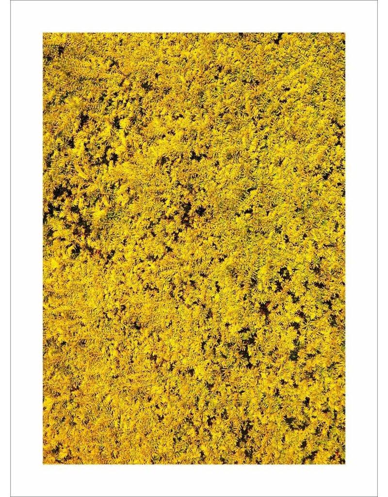Yellow - Print by Mick Fleetwood